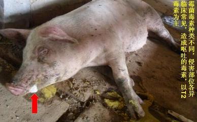 豬嘔吐是怎么回事兒？這5種原因，其中有一個(gè)是大麻煩！